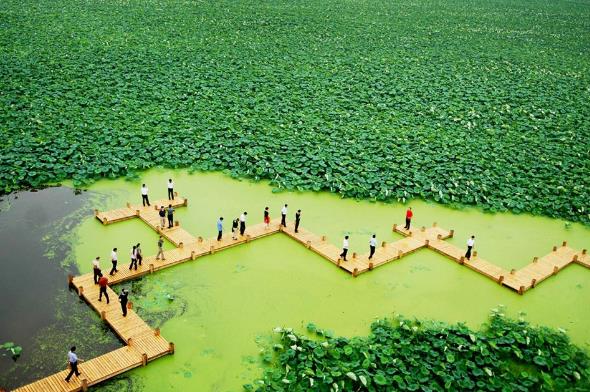 2018年金湖荷花節是什么時候舉辦?金湖荷花節簡介及由來