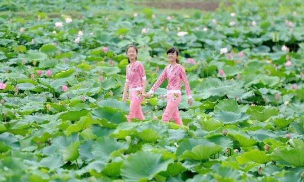 2018年金湖荷花節是什么時候舉辦?金湖荷花節簡介及由來