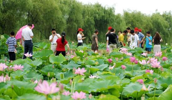 2018年金湖荷花節是什么時候舉辦?金湖荷花節簡介及由來