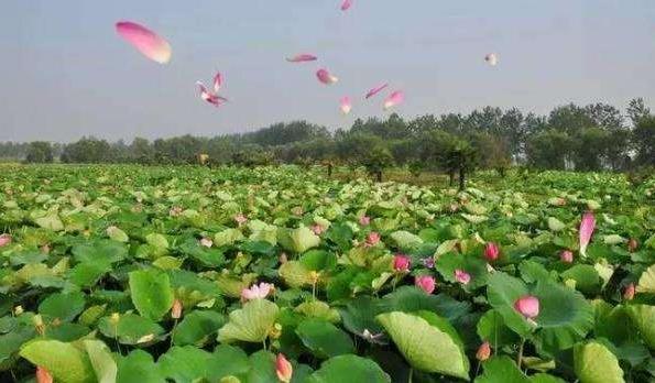 2018年金湖荷花節是什么時候舉辦?金湖荷花節簡介及由來