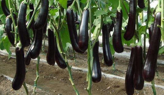 茄子結果時間是什么時候 茄子什么時間結果 如何管理