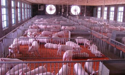 肉豬出欄時間 肉豬出欄什么時候最合適