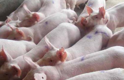 肉豬出欄時間 肉豬出欄什么時候最合適