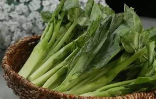 芥藍的生長周期分成哪幾個階段 芥藍有幾個生長周期