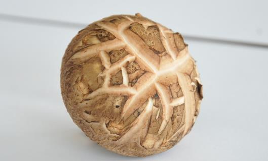 香菇采摘時間是什么時候?香菇最佳采摘時間