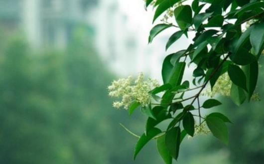 2018年的秋老虎從什么時候開始 2018年的秋老虎從什么時候結束