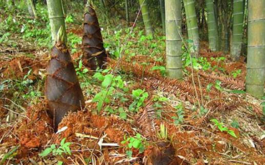 春筍什么時候可以挖 春筍成熟季節