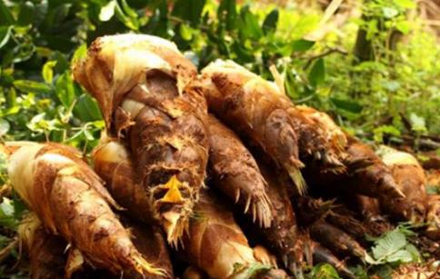 春筍什么時候可以挖 春筍成熟季節