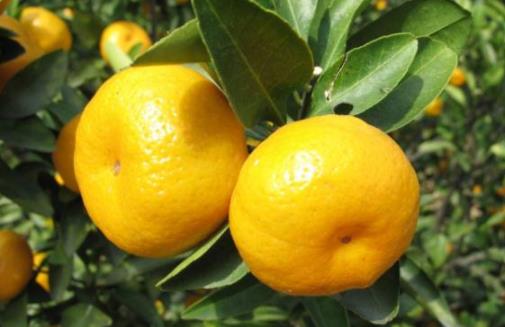 南豐蜜桔什么時候成熟上市 南豐蜜桔成熟季節(jié)