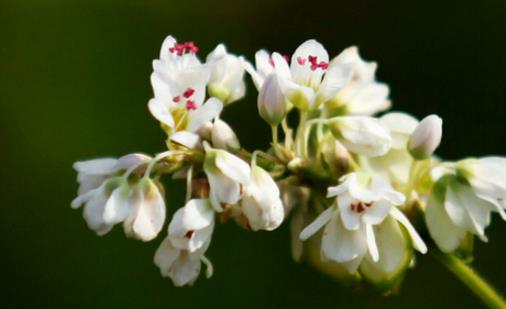 蕎麥花什么季節(jié)開花 蕎麥花開花季節(jié)