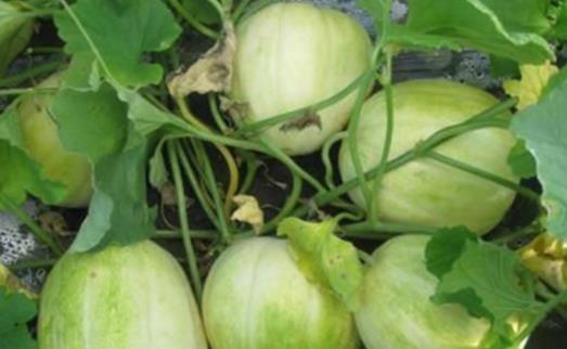 吃香瓜的最佳時間 香瓜什么時候吃合適