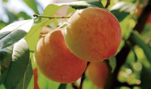 九仙桃什么時候成熟 九仙桃成熟季節(jié)