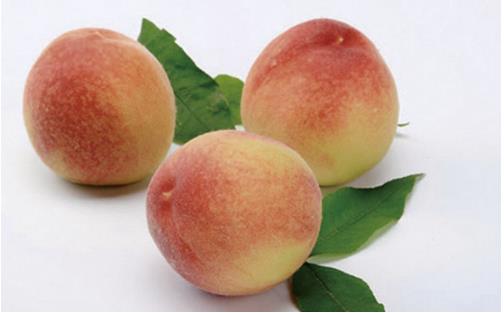 九仙桃什么時候成熟 九仙桃成熟季節(jié)