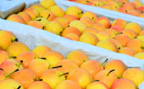 南果梨幾月份成熟上市 南果梨什么時候吃最好