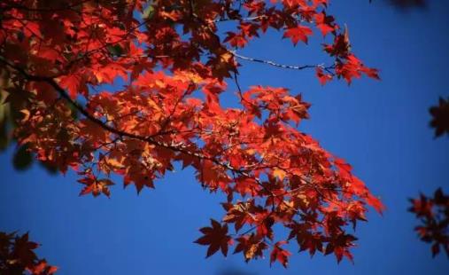 本溪關門山楓葉幾月紅 本溪關門山紅葉什么時候紅