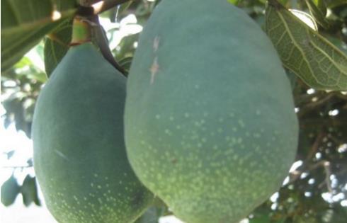 木蓮果最佳食用時間 木蓮果什么時候吃合適