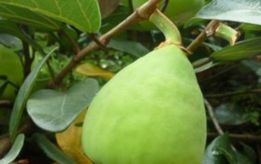 木蓮果最佳食用時間 木蓮果什么時候吃合適