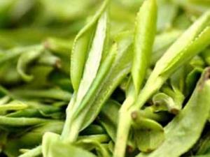 ?龍井什么時候喝最好 喝龍井的最佳季節