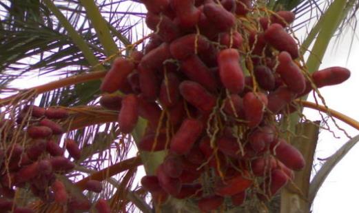 椰棗什么時(shí)候吃最好 椰棗最佳食用時(shí)間