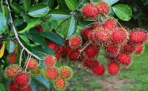 紅毛丹什么時(shí)候成熟 紅毛丹成熟季節(jié)