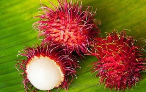 紅毛丹什么時(shí)候成熟 紅毛丹成熟季節(jié)