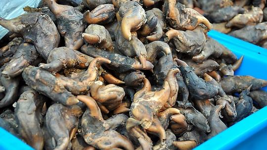 菱角什么時候上市?菱角什么時候成熟