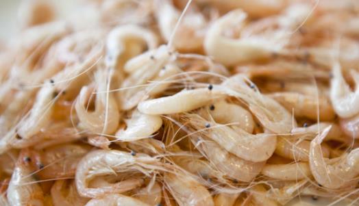 太湖白蝦什么時候上市?太湖白蝦上市時間