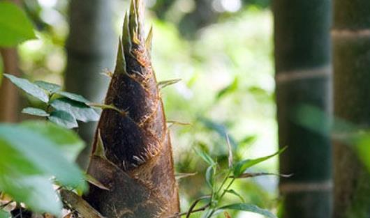 竹筍什么時候有?竹筍什么時候最好吃?