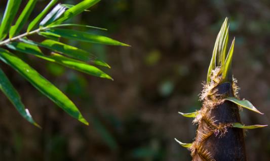 竹筍什么時候有?竹筍什么時候最好吃?