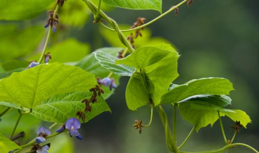 涼暑什么時(shí)候最好吃 涼暑最佳食用時(shí)間