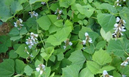 涼暑什么時(shí)候最好吃 涼暑最佳食用時(shí)間