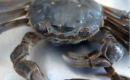 毛蟹什么時候上市?毛蟹什么時候吃最好