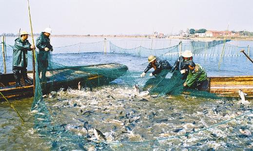 梁子湖大閘蟹什么時候上市?梁子湖大閘蟹幾月份有