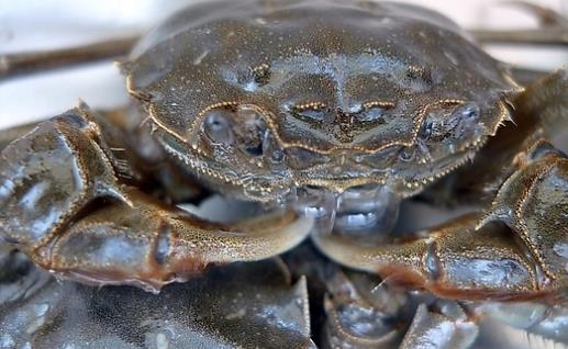 毛蟹什么時候上市?毛蟹什么時候吃最好