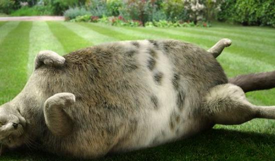 什么時候吃東西最容易長胖?吃東西最容易長胖的時間段