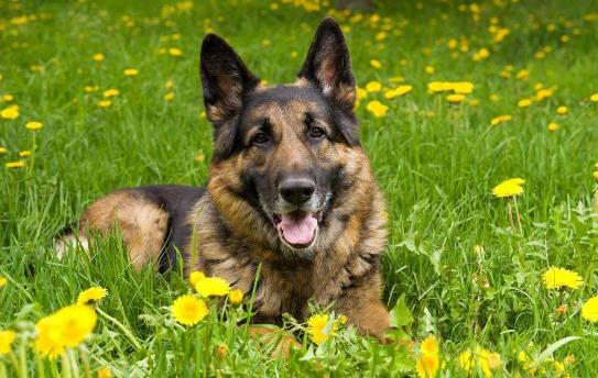 3、德國牧羊犬.jpg