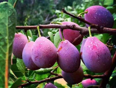 世界十大最甜水果排行榜,臺灣的釋迦果甜到膩,沾化冬棗第二