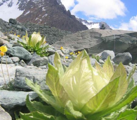 世界十大名貴藥材排名,藏紅花、人參的價格都很高
