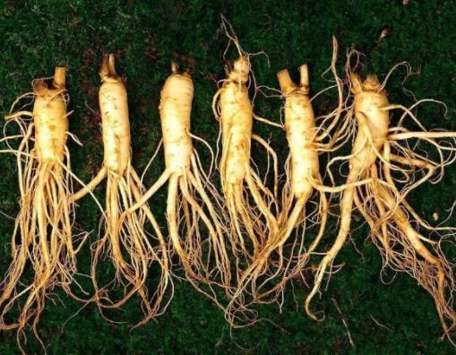 世界十大名貴藥材排名,藏紅花、人參的價格都很高