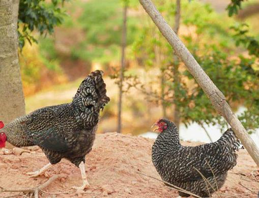 唐山十大名小吃,蜂蜜麻糖甜而不膩,棋子燒餅很有名