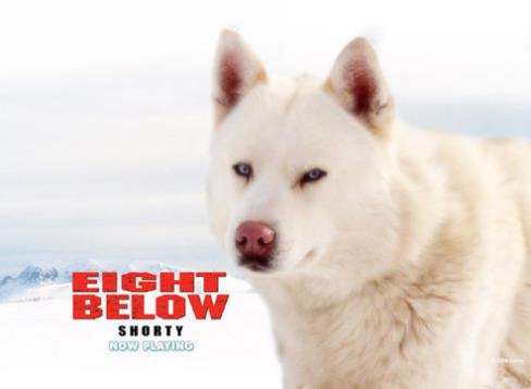 2019十大感人狗狗電影,忠犬八公的故事令人落淚,叢林赤子心很經(jīng)典