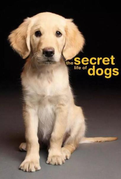 2019十大感人狗狗電影,忠犬八公的故事令人落淚,叢林赤子心很經(jīng)典