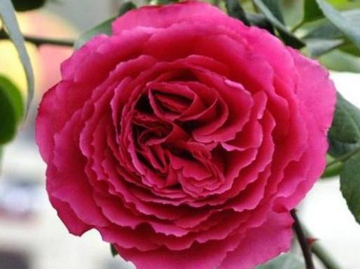 十大爬藤月季排名,安吉拉耐寒性很強,御用馬車深受喜愛