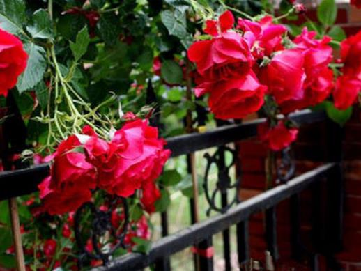 十大爬藤月季排名,安吉拉耐寒性很強,御用馬車深受喜愛