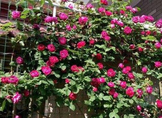 十大爬藤月季排名,安吉拉耐寒性很強,御用馬車深受喜愛