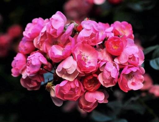 十大爬藤月季排名,安吉拉耐寒性很強,御用馬車深受喜愛