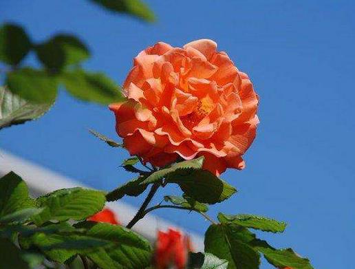 十大爬藤月季排名,安吉拉耐寒性很強,御用馬車深受喜愛