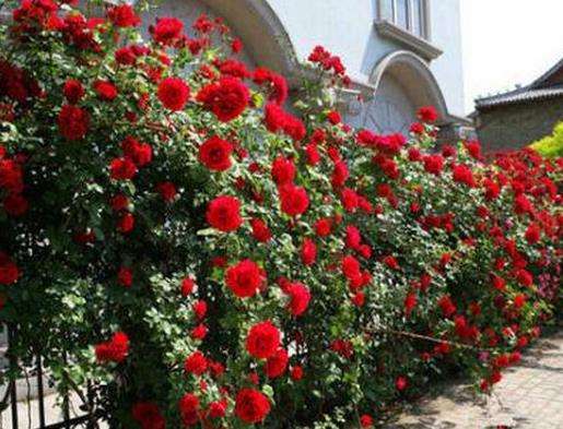 十大爬藤月季排名,安吉拉耐寒性很強,御用馬車深受喜愛