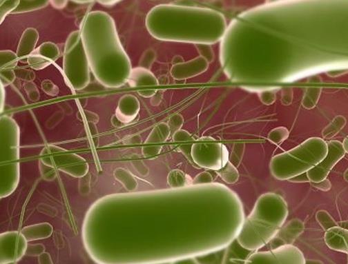 食品四大致病菌排行,肉毒桿菌會導致呼吸困難、沙門氏菌引起食物中毒