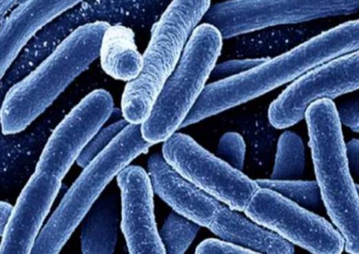 食品四大致病菌排行,肉毒桿菌會導致呼吸困難、沙門氏菌引起食物中毒